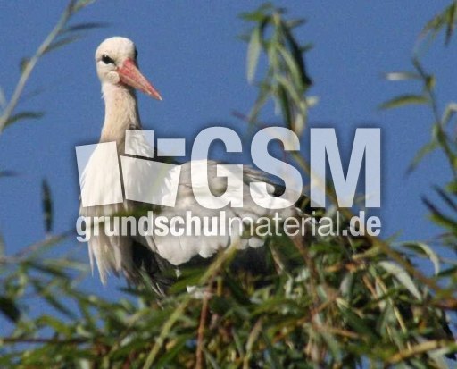 Weißstorch-1.jpg